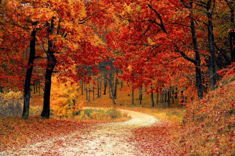 Reasons to love the fall season